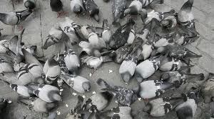 control-aves-urbanas-fumigaex--07